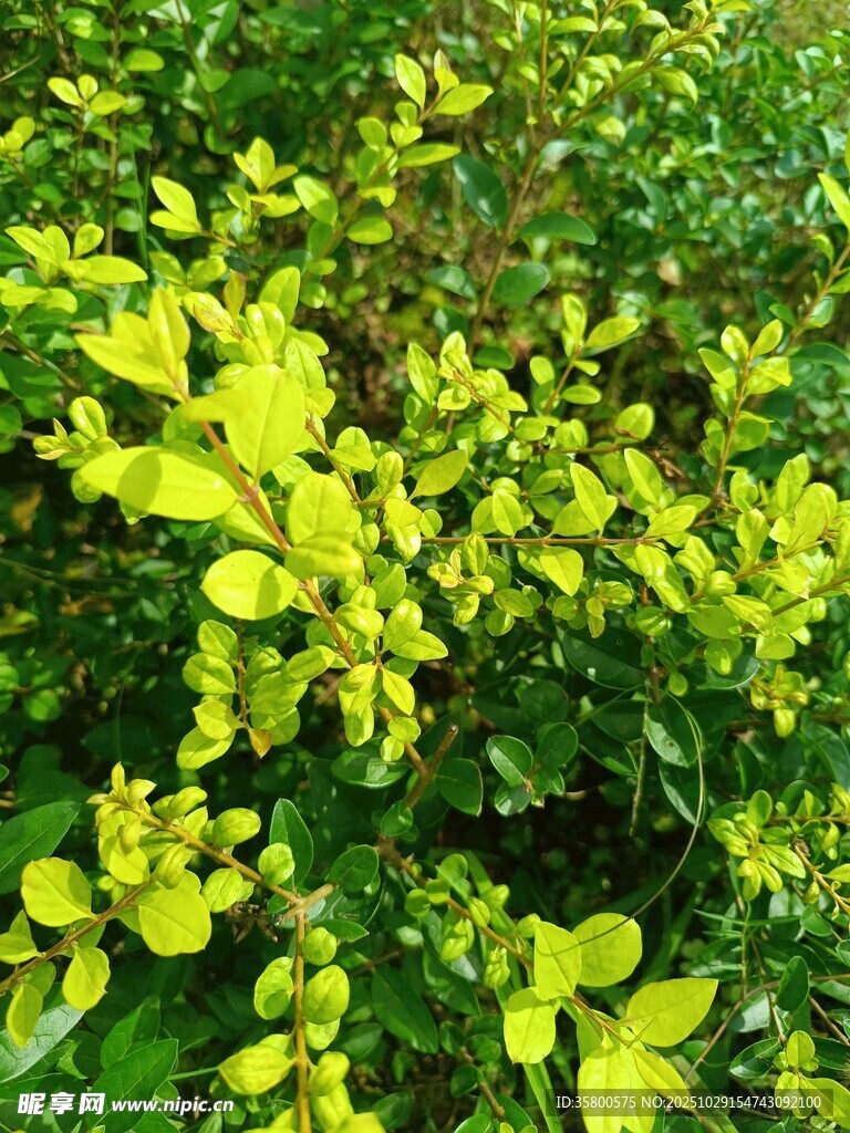 黄绿相间的繁茂植物