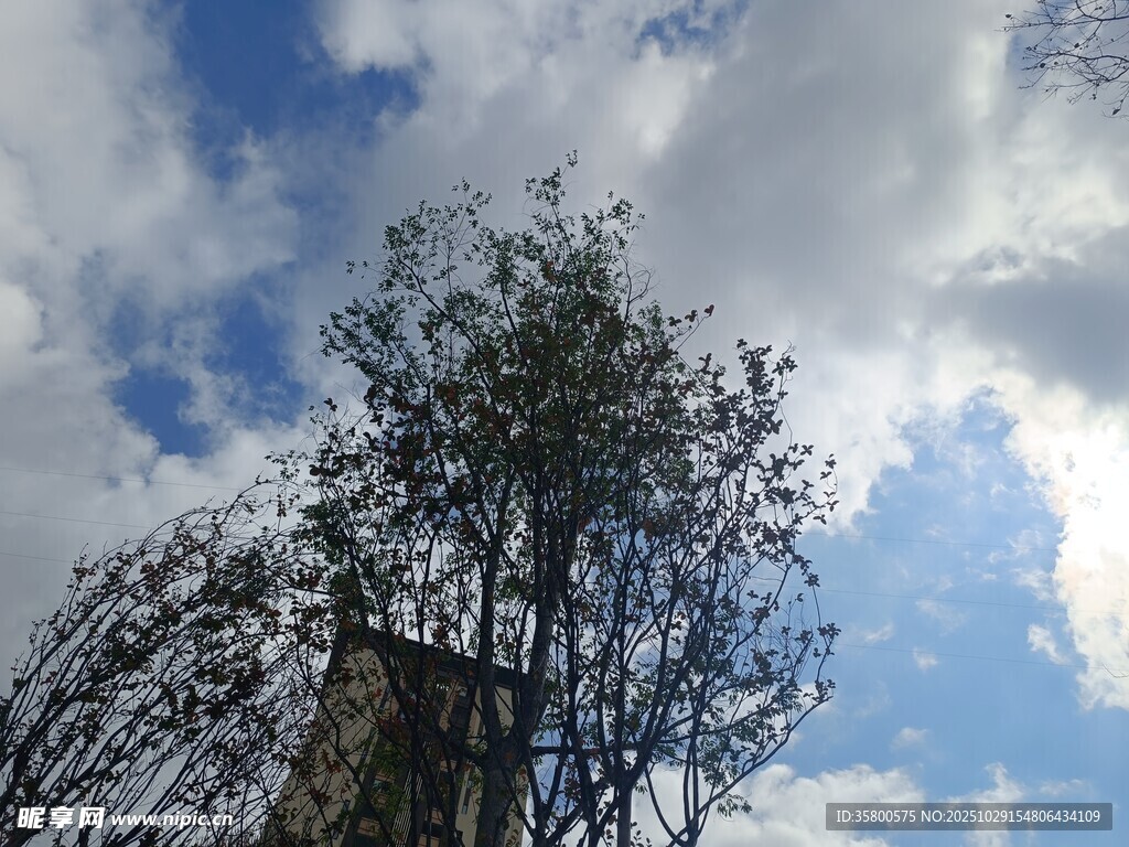 蓝天绿树间的自然景致