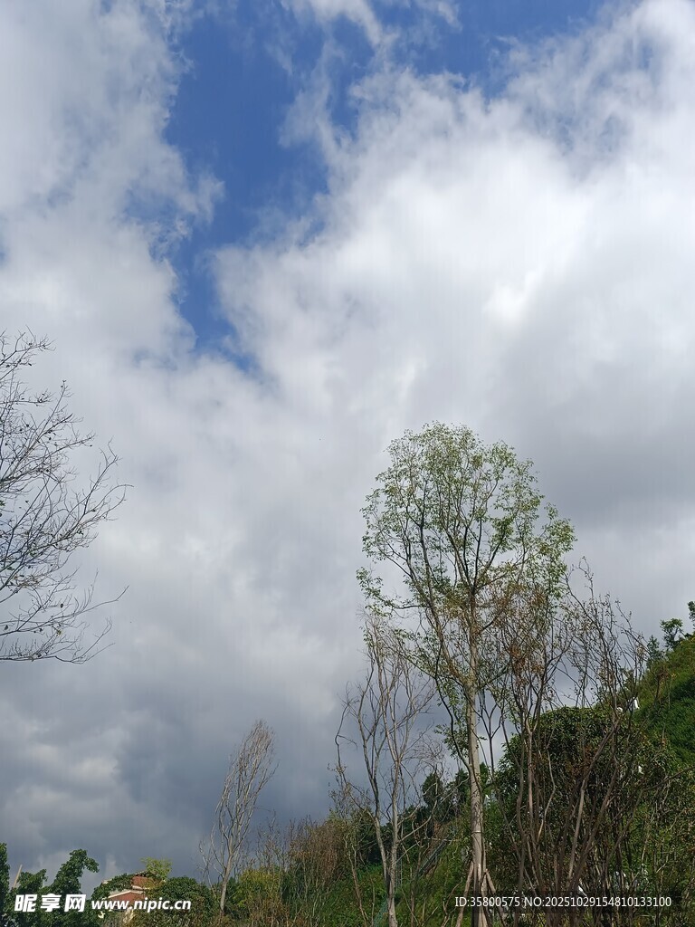 蓝天白云下的树木景观