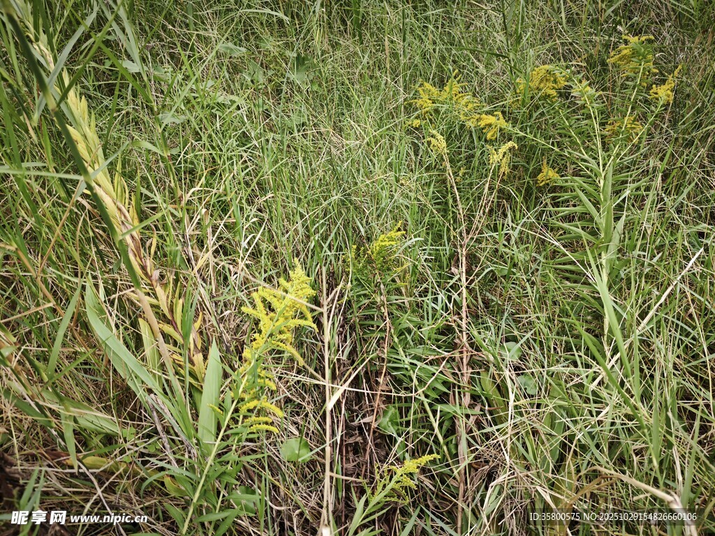 野外茂盛的杂草植物
