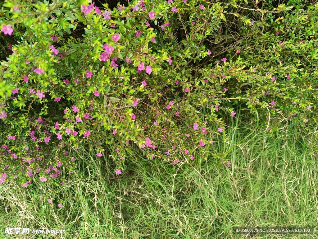 绿叶丛中的紫色小花