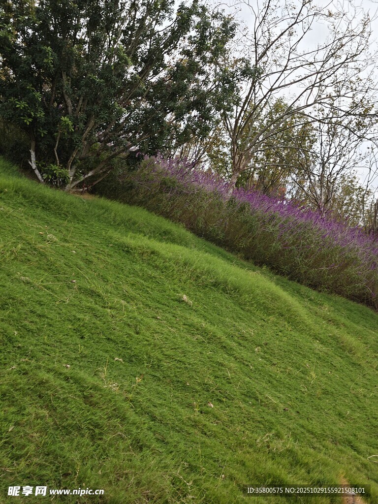 绿草繁花的自然美景