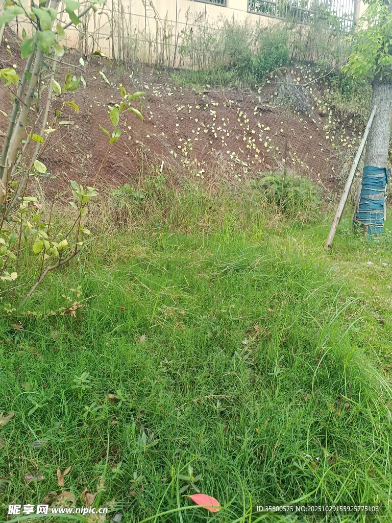 户外草地旁的土坡场景