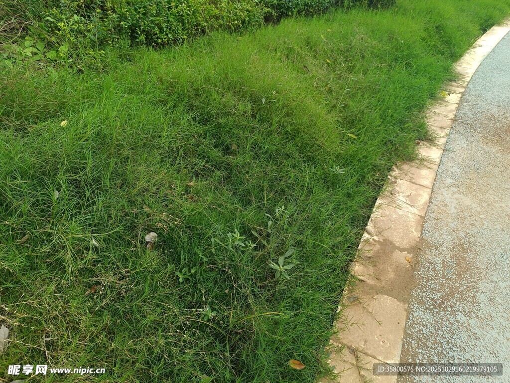 路边翠绿草坪景观
