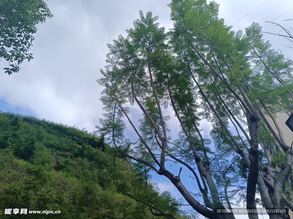 山林树木与蓝天白云景象