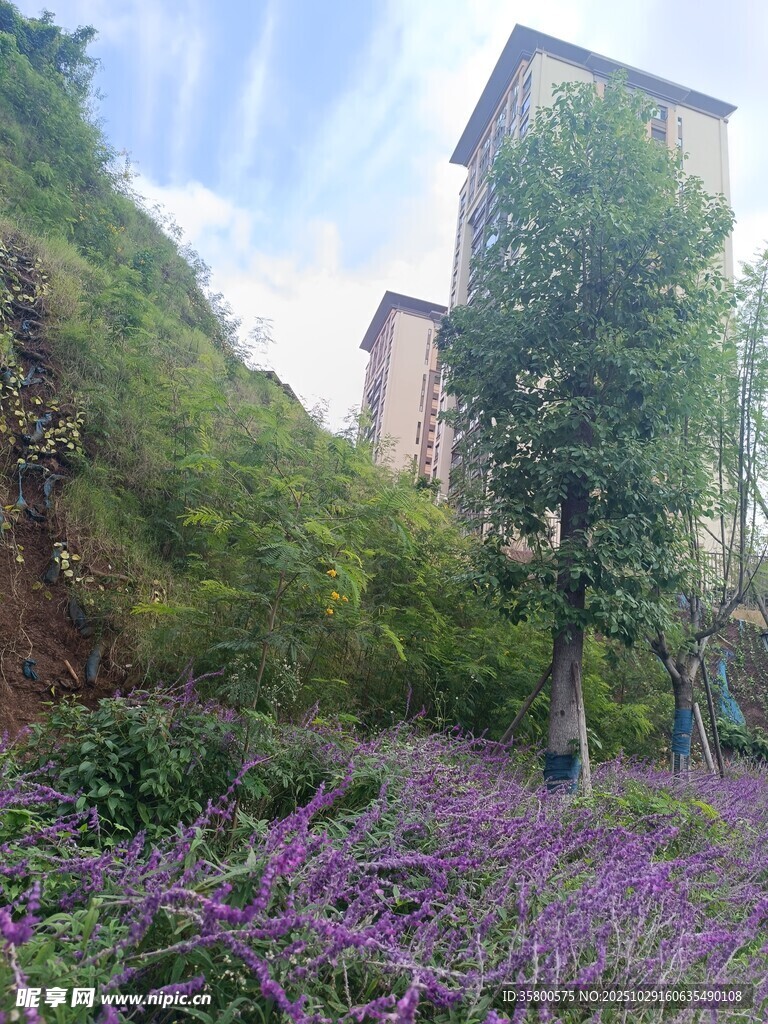 山坡紫花旁的高楼与绿树