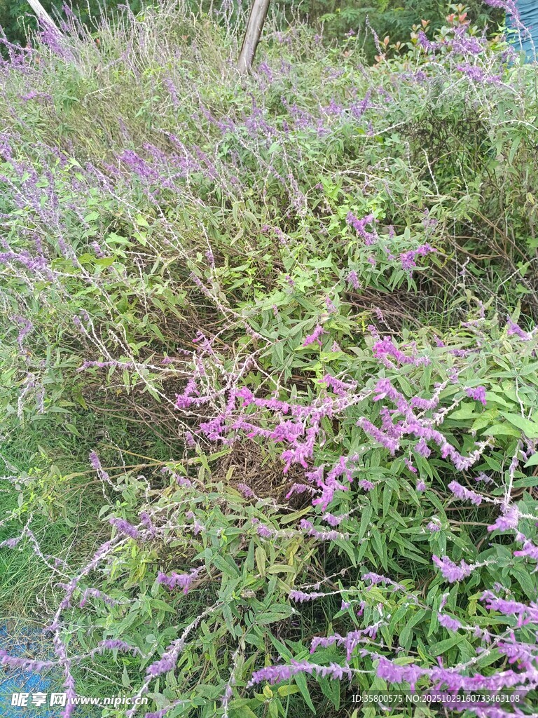 野外紫色花卉与绿植景观