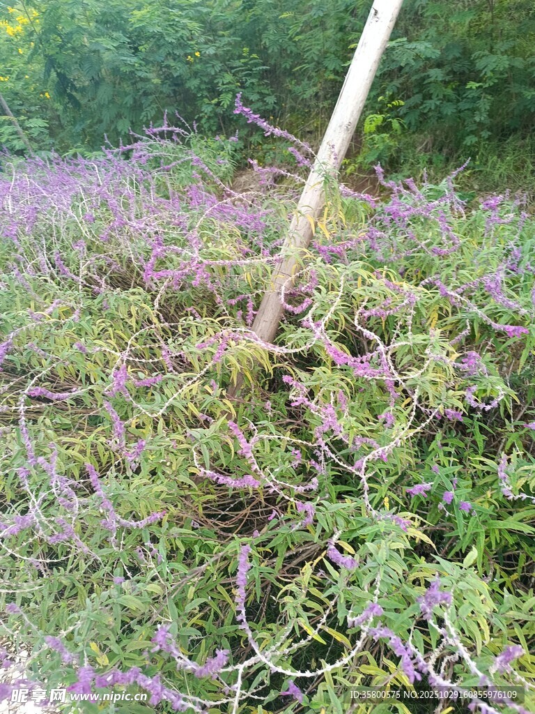 紫色花丛中的木杆