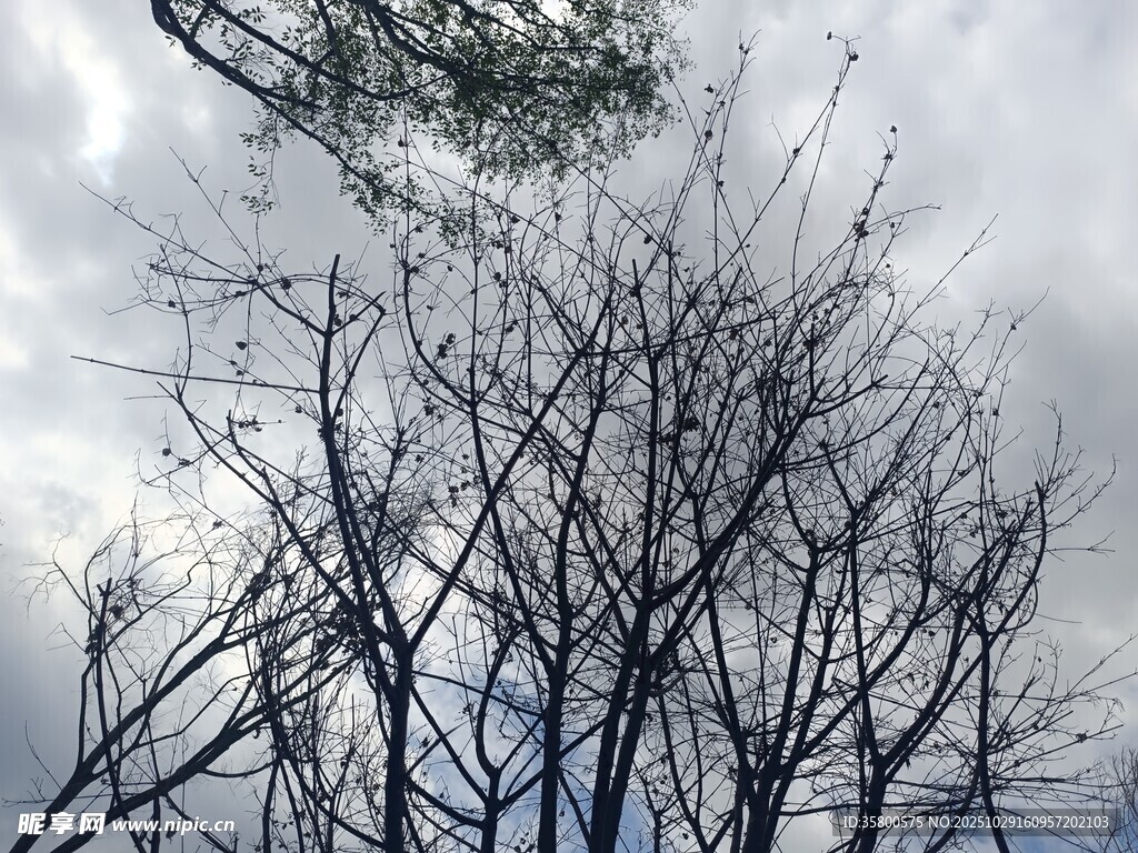 冬日枯树与阴沉天空