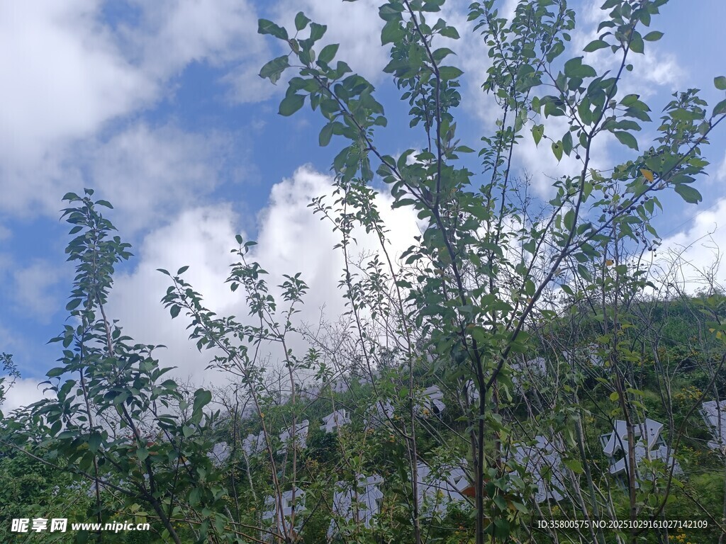 蓝天白云下的葱郁绿植