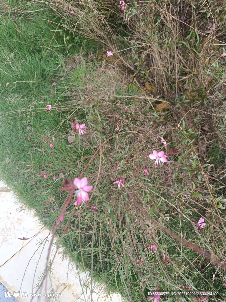 草丛中的粉色小花