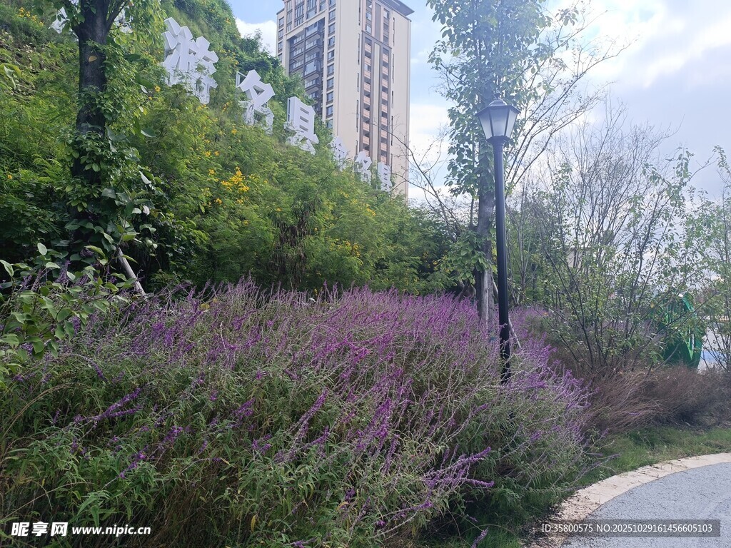 城市路边绽放的紫色花丛