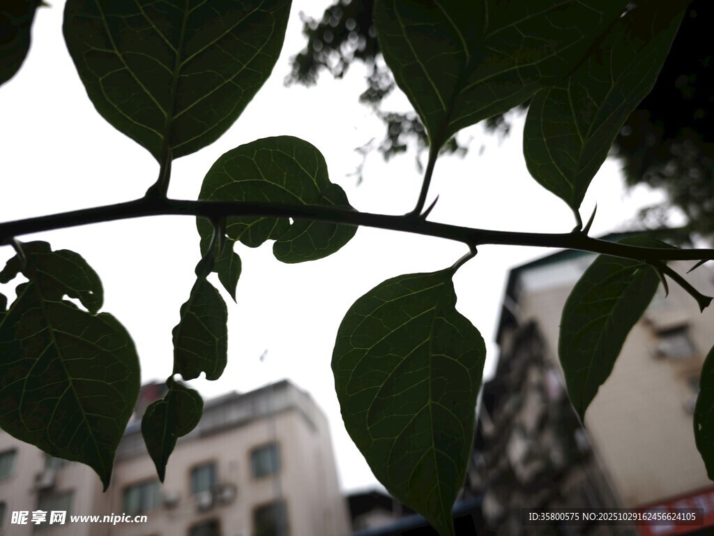 枝叶间的城市景象