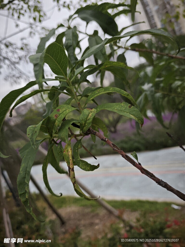 绿叶繁茂的户外植物景观