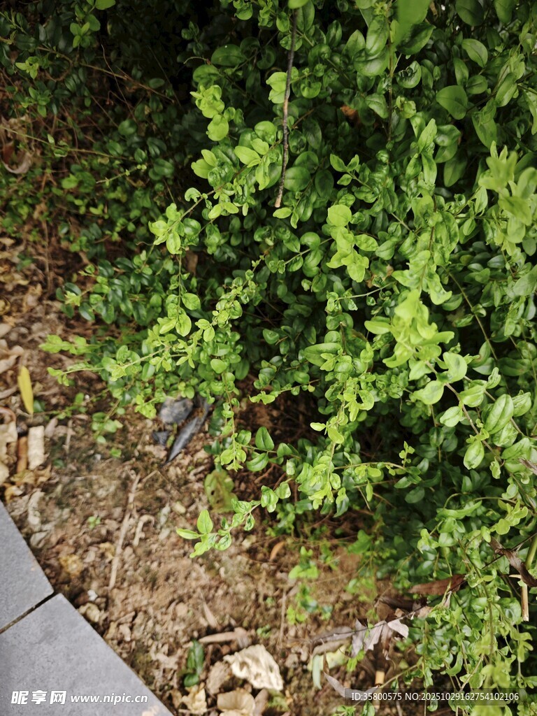 路边翠绿繁茂的灌木丛