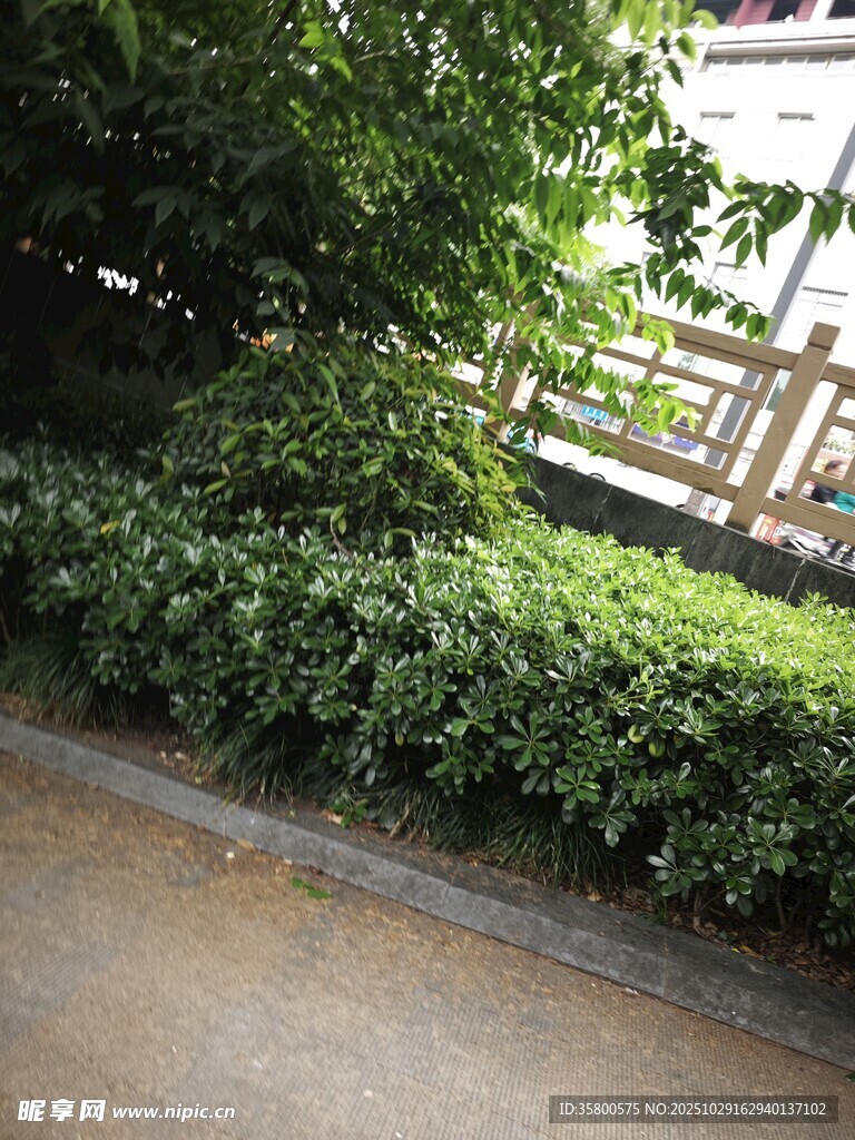 路边绿意盎然的灌木丛