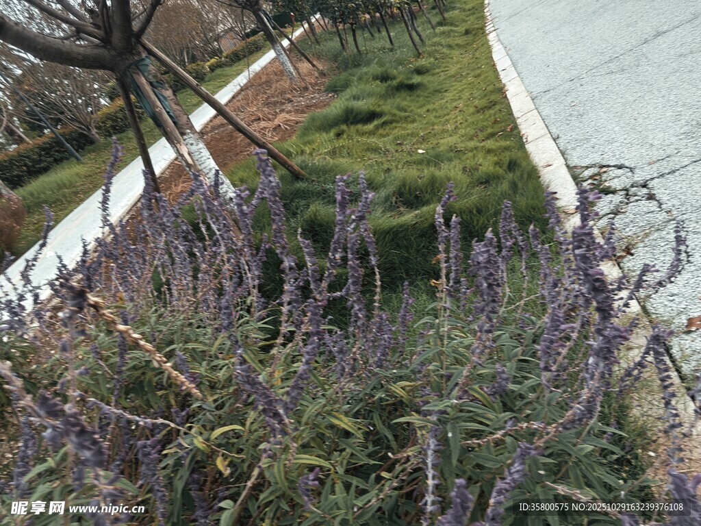 路边紫色花卉与绿植景观