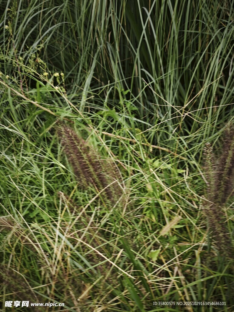 草丛中的穗状植物