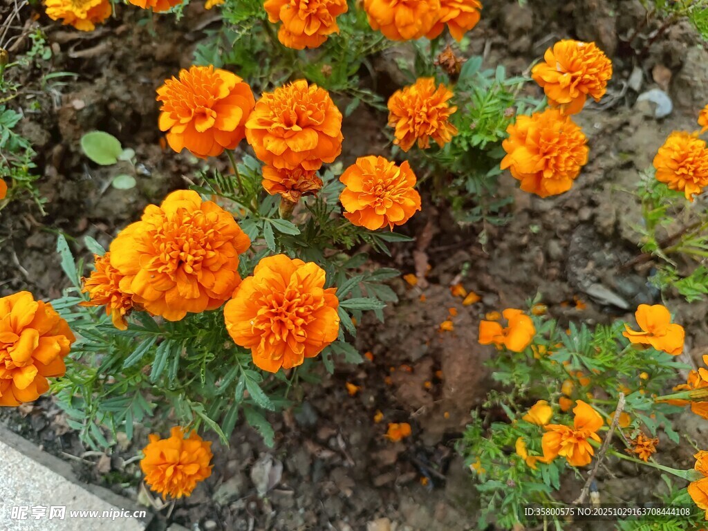 鲜艳橙色万寿菊绽放