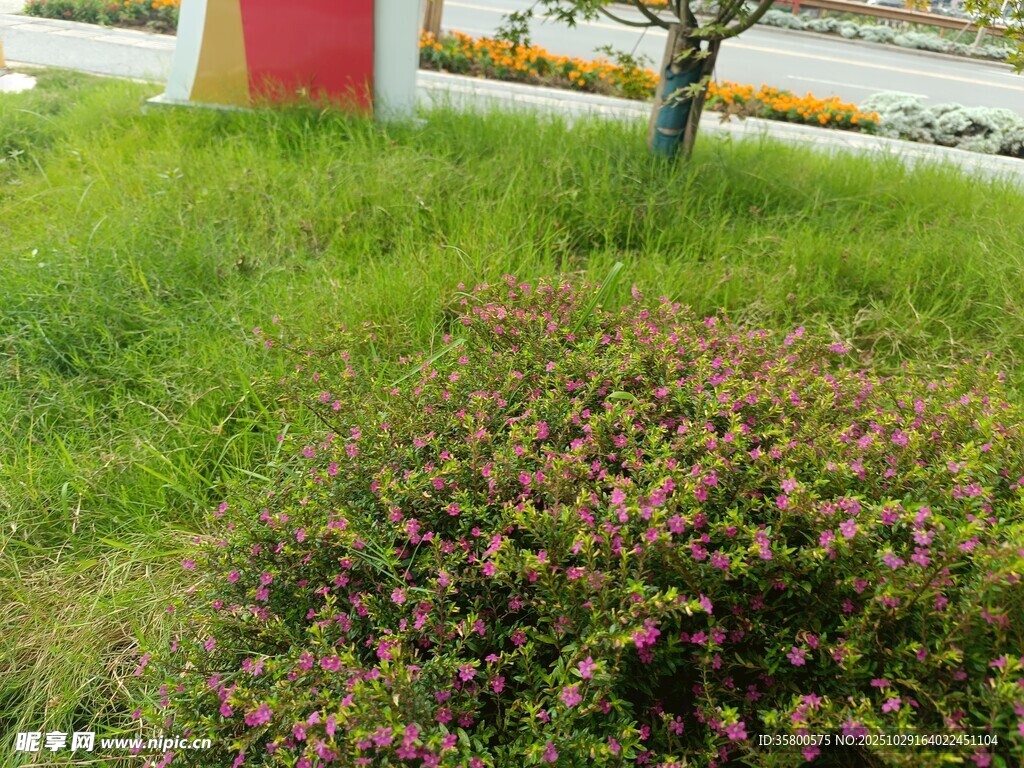 草坪上的多彩花卉景观