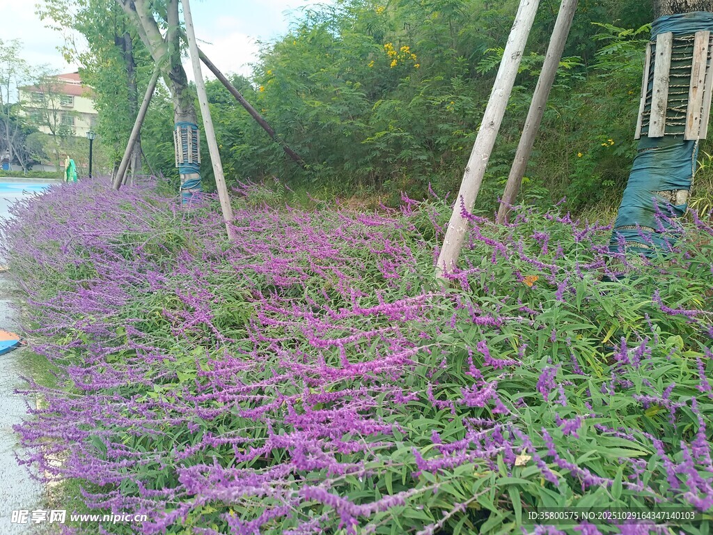 紫色花卉装点的美丽小径