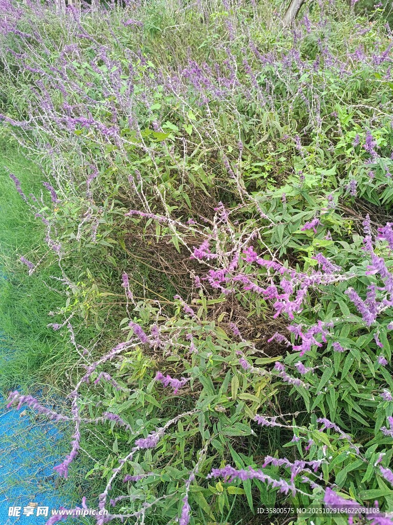 紫色野花点缀绿色草地