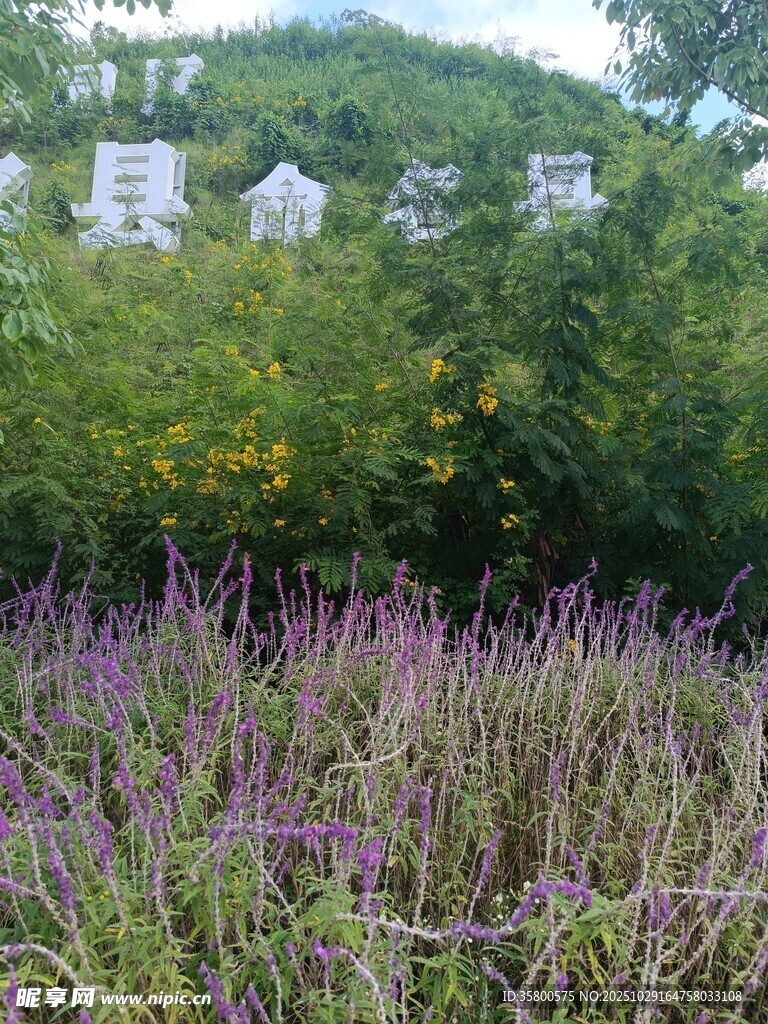 紫色花丛与远处建筑景观