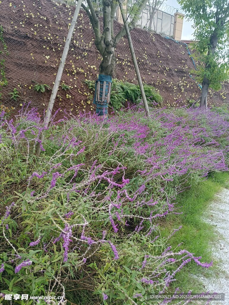 紫色花卉装点的小径风景