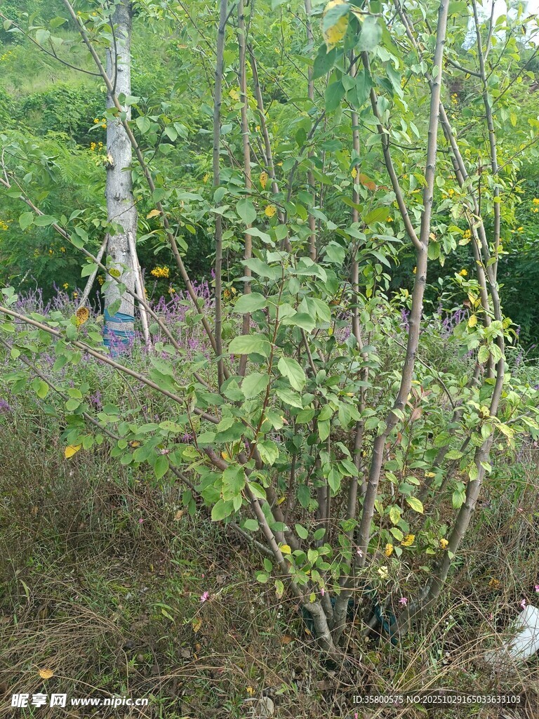 林间繁茂植物景象