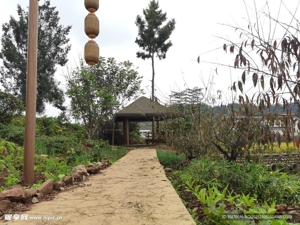 乡村小径旁的自然景致