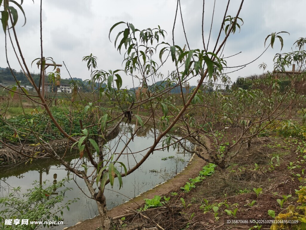 田园水渠旁的繁茂植物