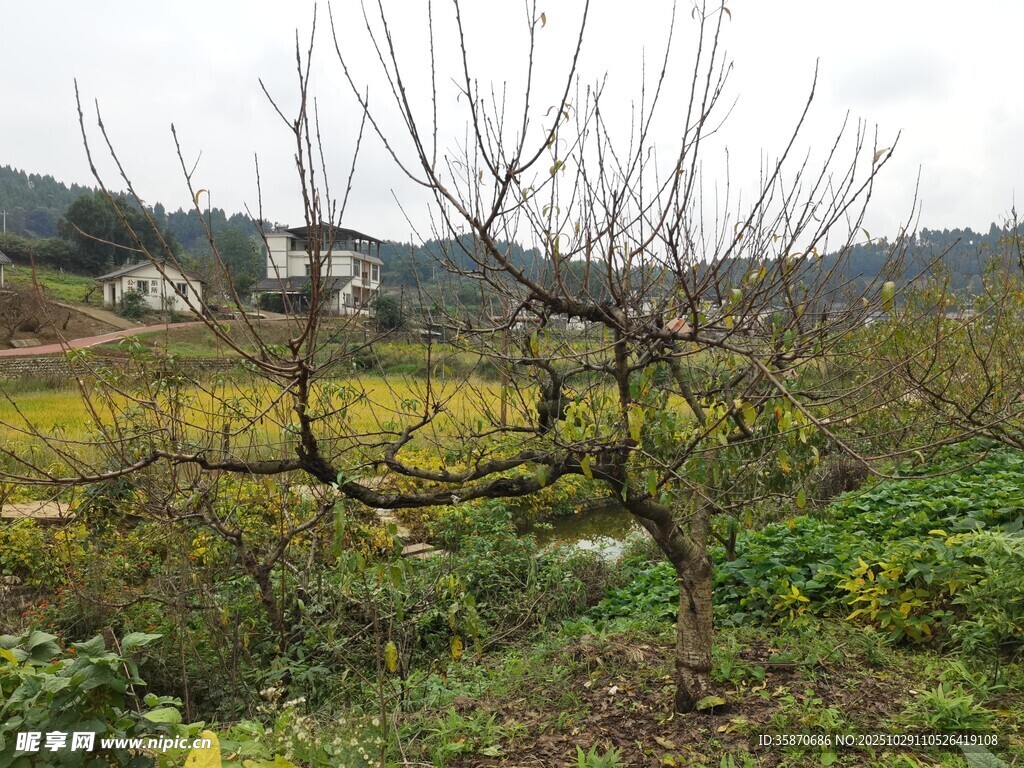 山野间的虬枝老桃树