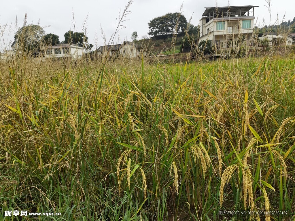 金黄稻田边的乡村景致