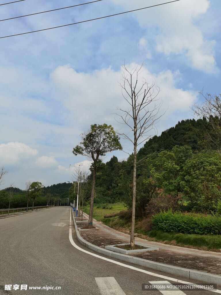 乡村公路旁的绿树与蓝天