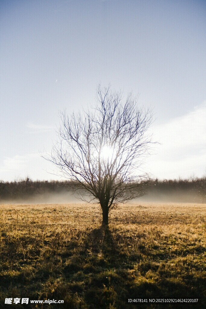 旷野孤树尽显静谧之美