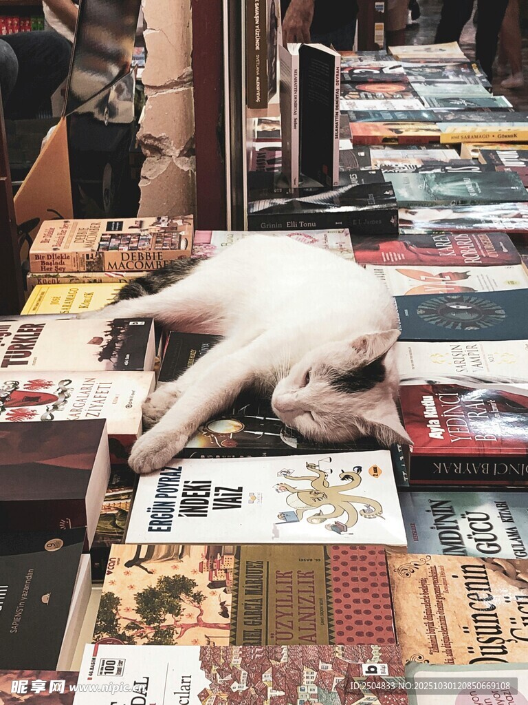 猫咪惬意躺于书摊之上