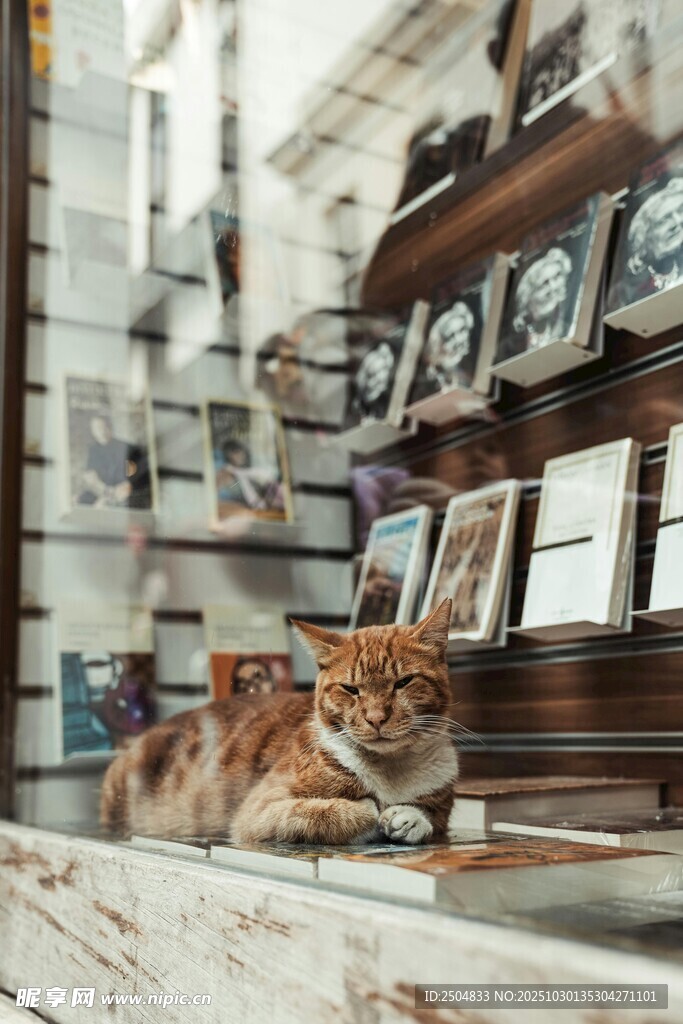 复古书架旁休憩的猫咪