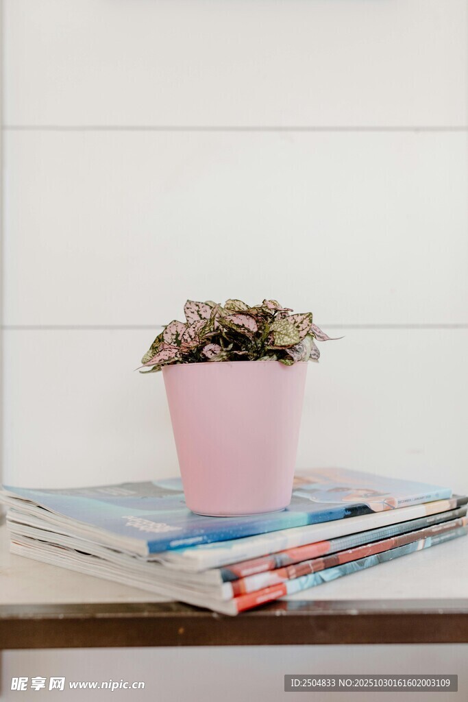 粉色花盆置于杂志之上