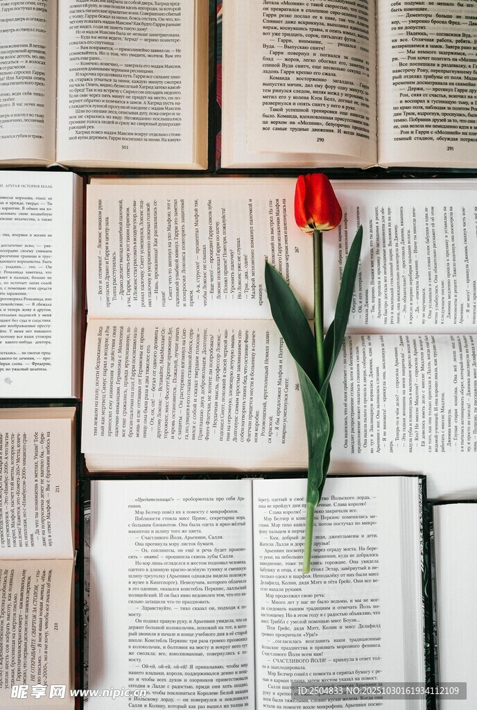 书本上的娇艳红郁金香