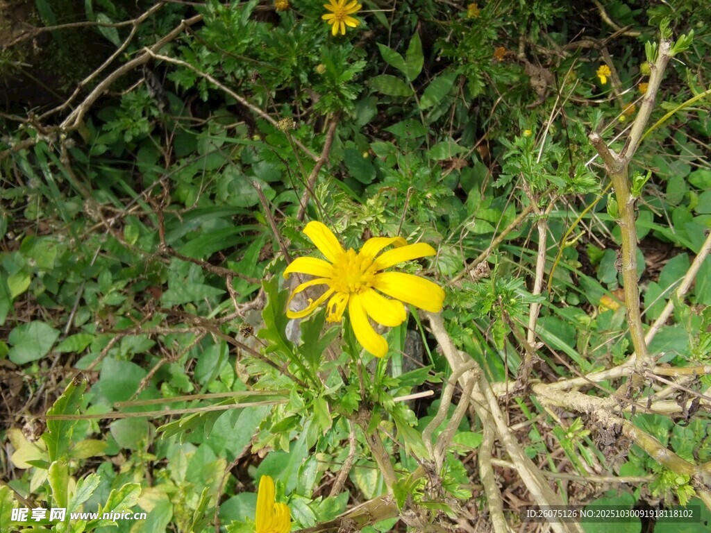 野外黄色小花绽放