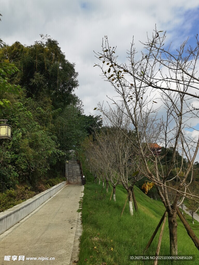 林间小径绿意盎然的景致