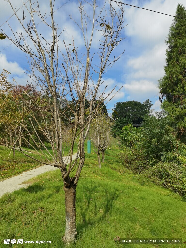 春日草地旁的光秃树木