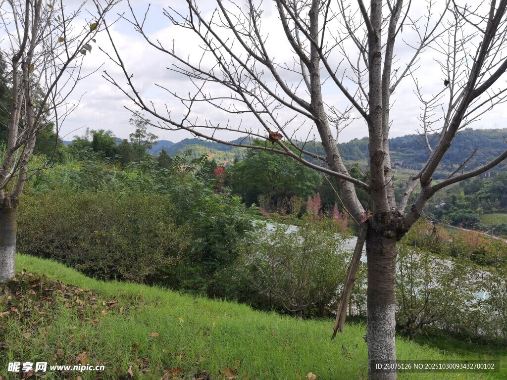 春日郊野光秃树木与绿草