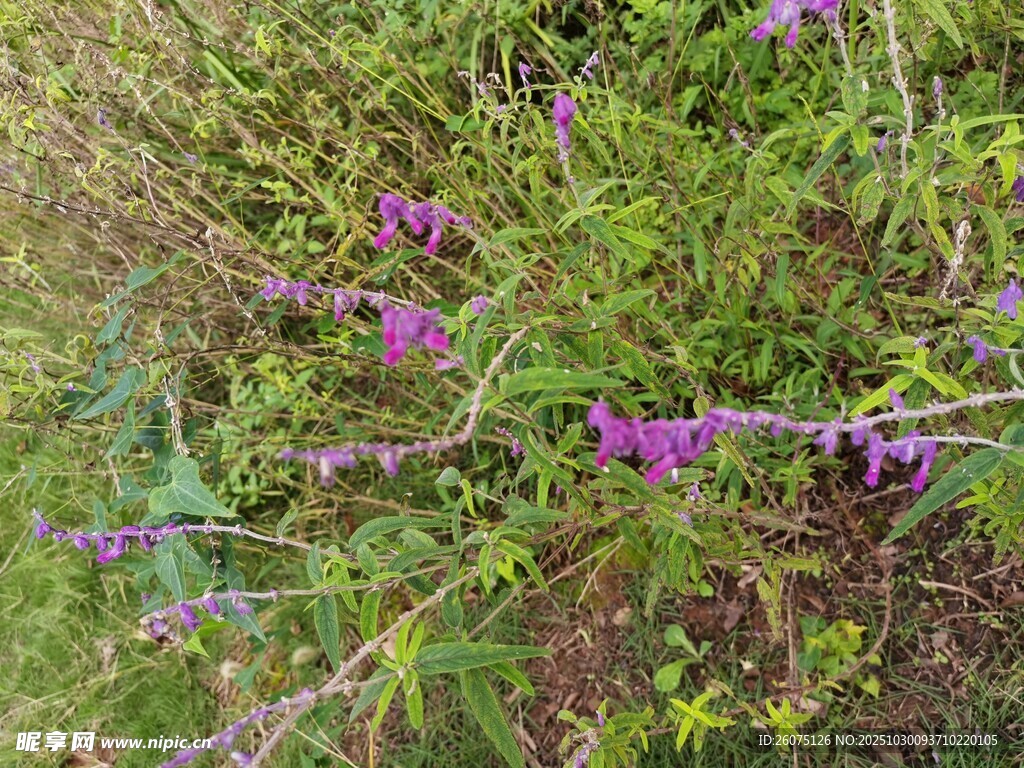 野外紫色小花绽放