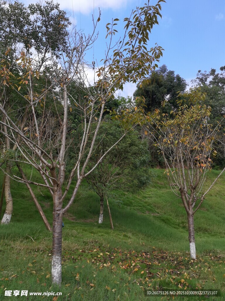 秋日园林树木景致