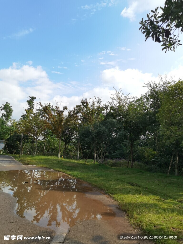 雨后公园积水与绿树景观