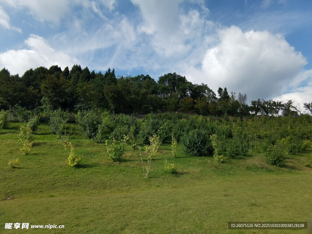 绿意盎然的山坡田园风光