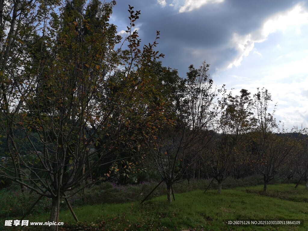 郊外树林的自然风景