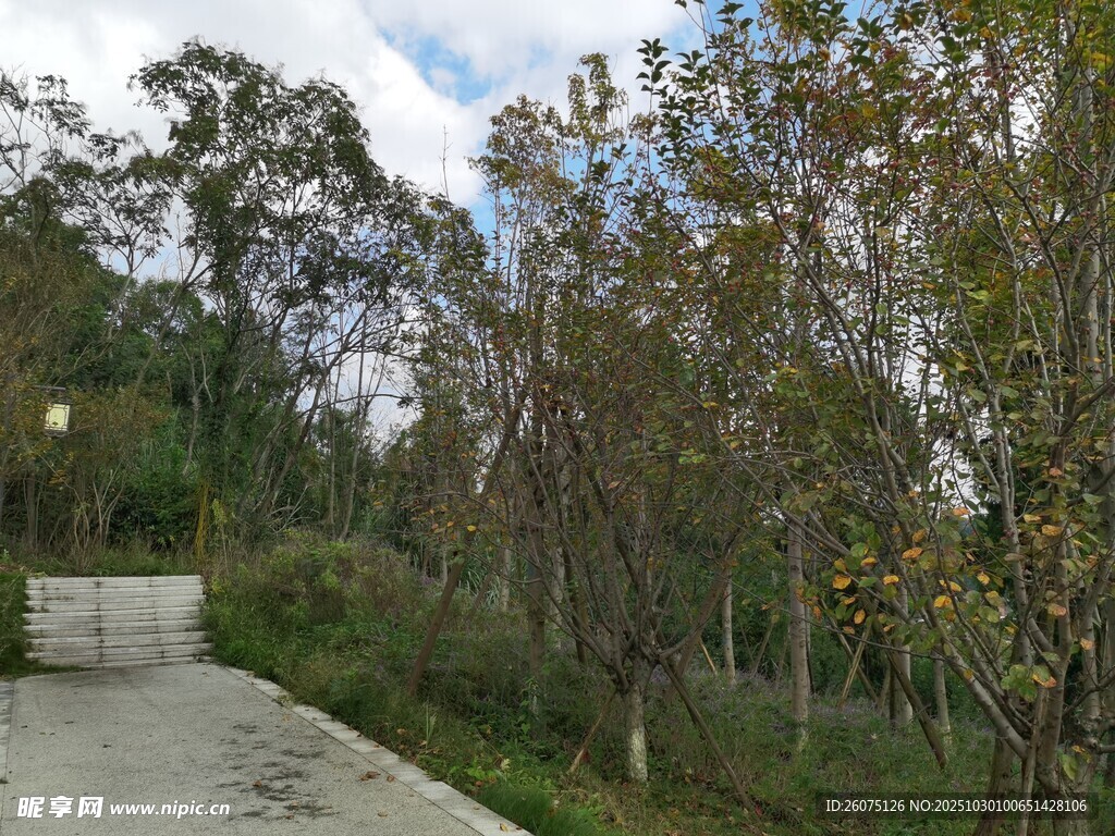 林间小道自然静谧之景