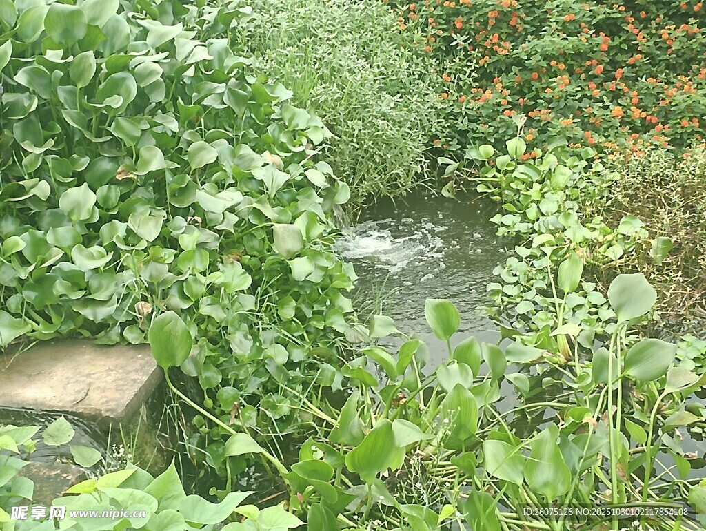 溪边繁茂绿植景观